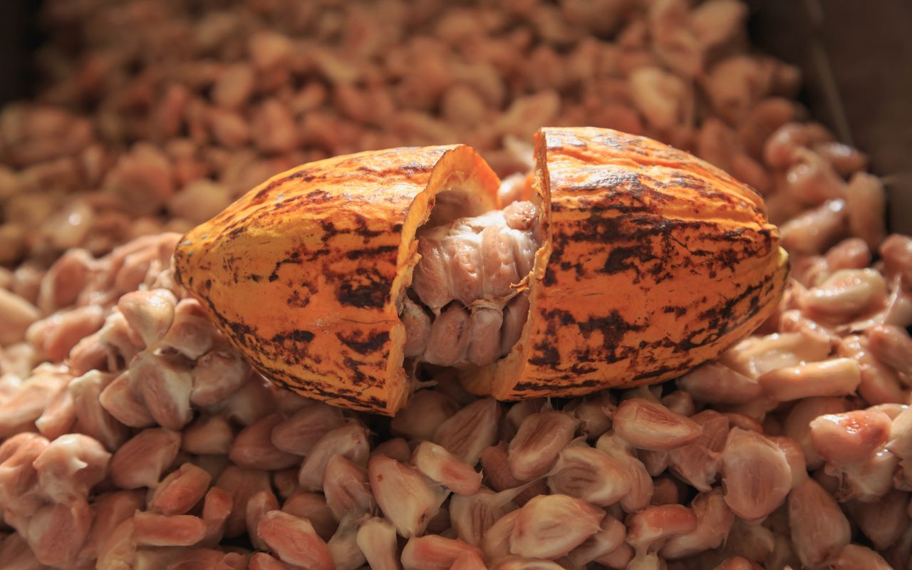 Uống cacao buổi tối: Giúp ngủ ngon hơn không?