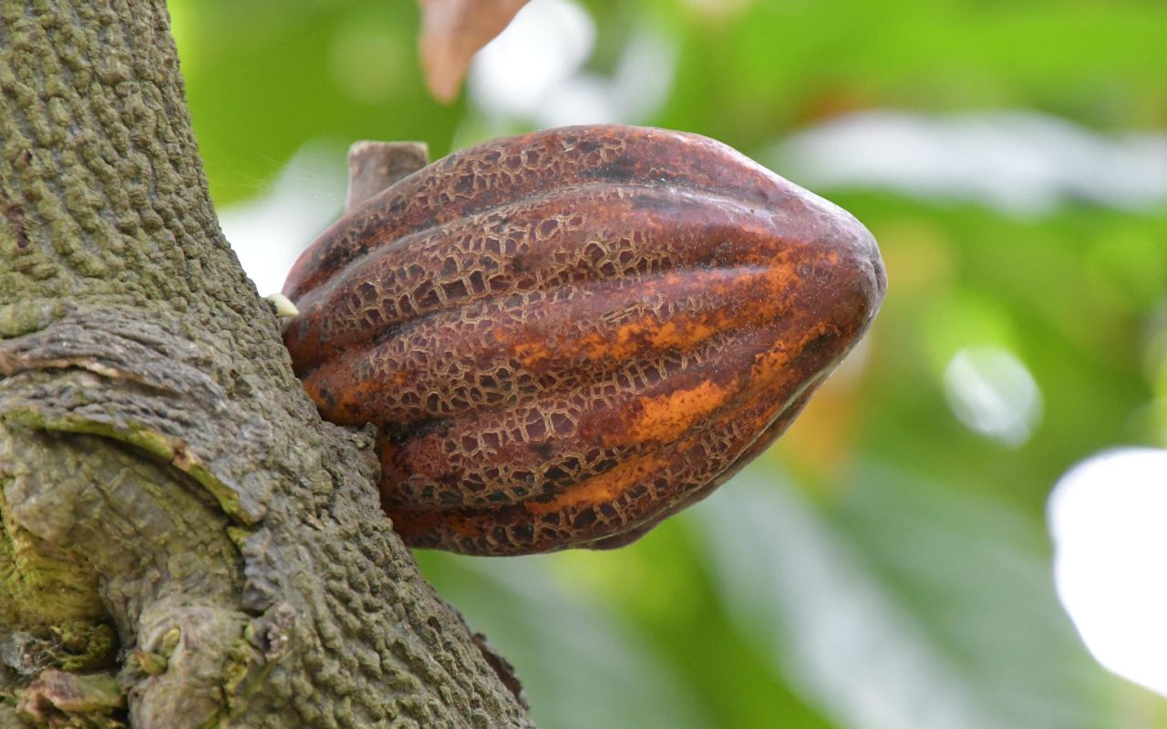 Lợi ích bột cacao nguyên chất: Sức khỏe và sắc đẹp