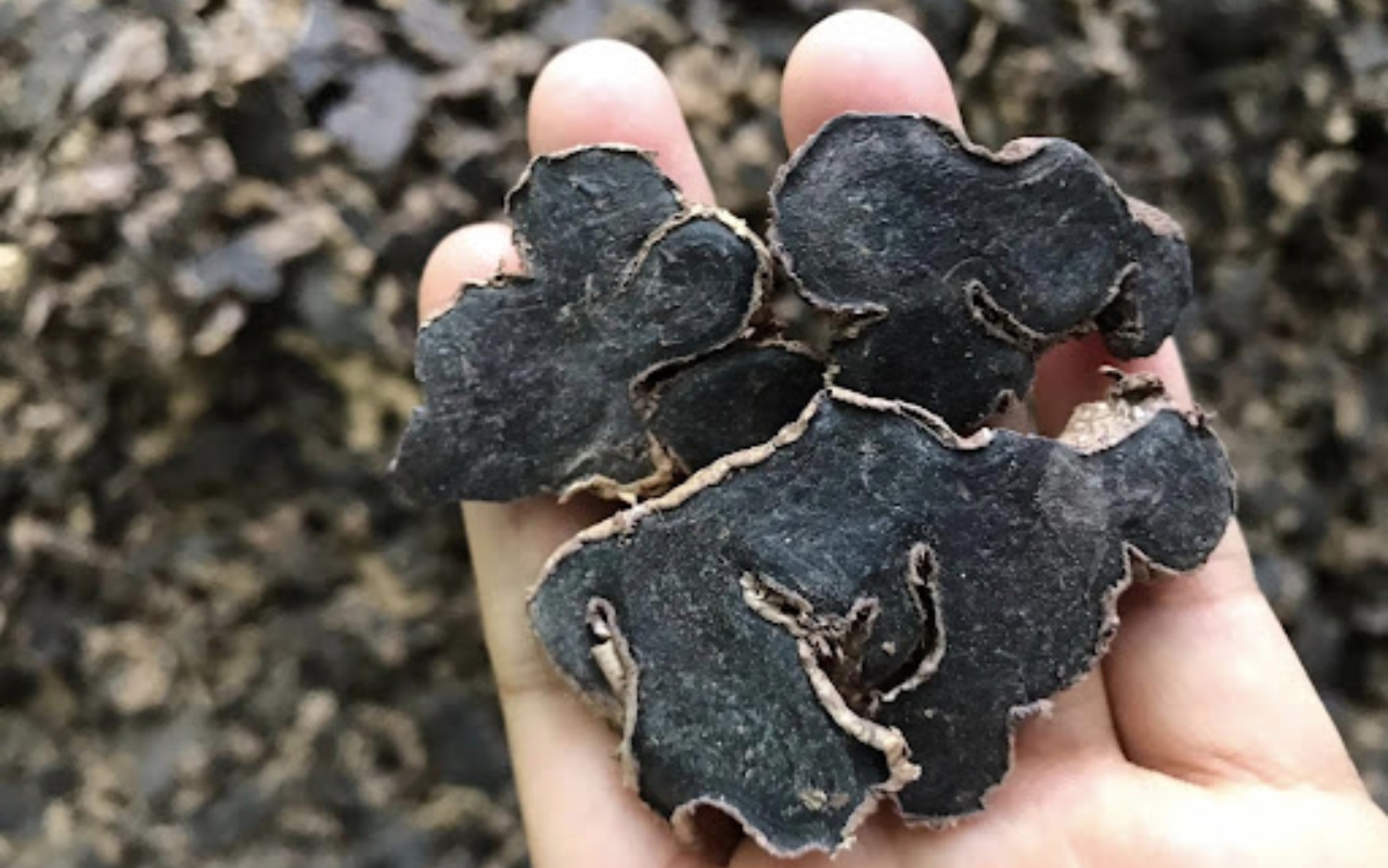 Gừng Đen Khô: Gừng Đen Khô - Gia Vị Tiện Lợi, Bổ Dưỡng