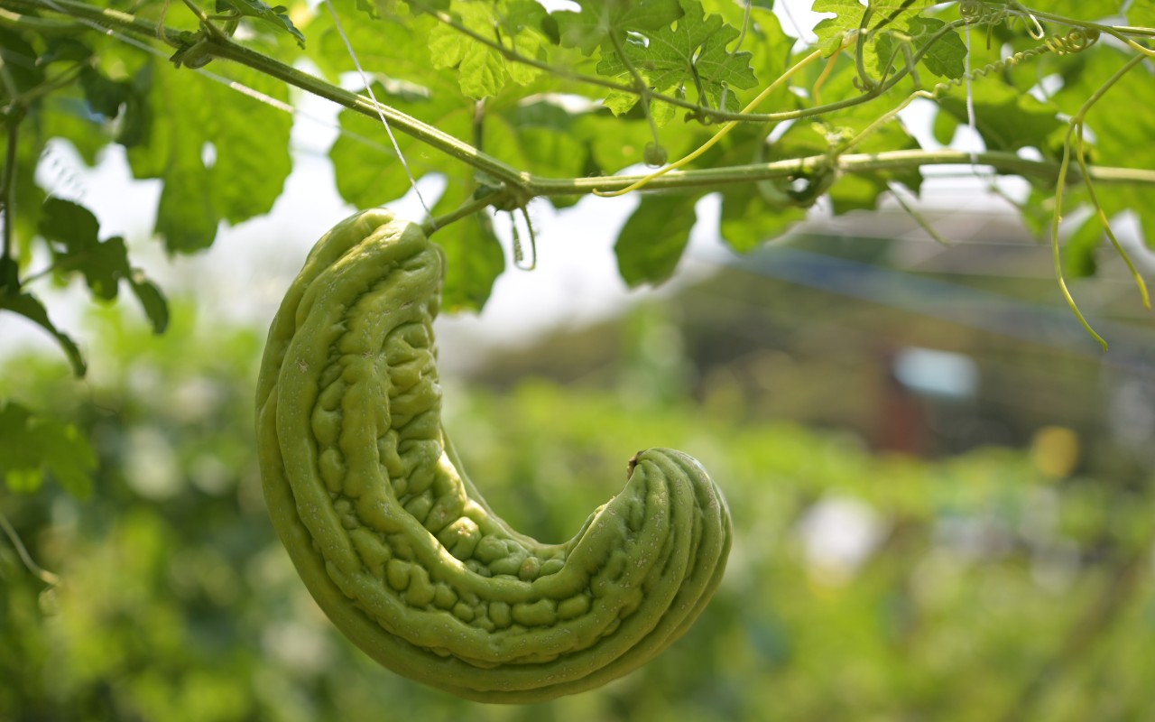 Công Dụng Của Khổ Qua – Thanh Nhiệt Và Sức Khỏe