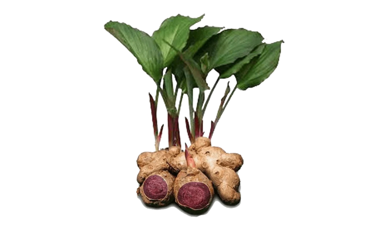 Cách Trồng Gừng Đen - Trồng Gừng Đen Dễ Dàng Tại Vườn