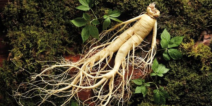 Nhân sâm – Thần dược cho sức khỏe hay chỉ là lời đồn?