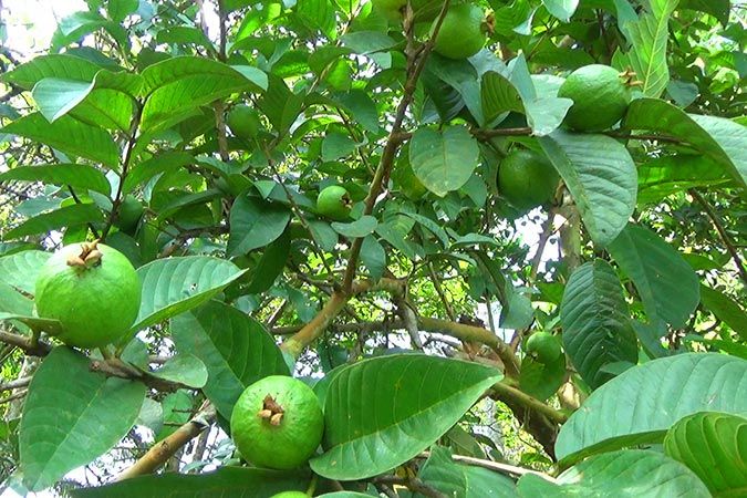 Lá Ổi Uống Chữa Các Bệnh Gì? Cách Sử Dụng Lá Ổi Để Tăng Cường Sức Khỏe