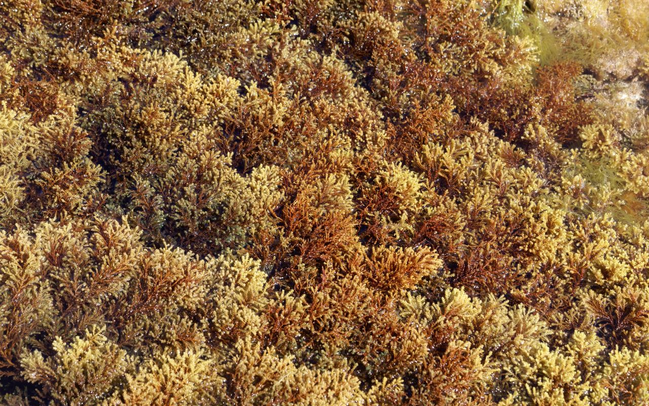 Tảo nâu – Nguồn cung cấp fucoxanthin và dưỡng chất quan trọng