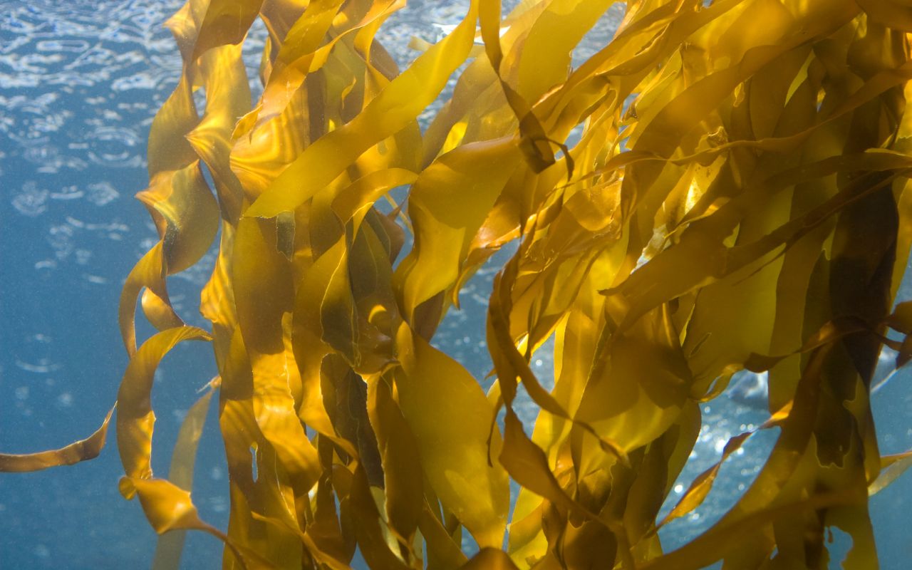 Trà Kelp – Tác dụng và lợi ích cho sức khỏe