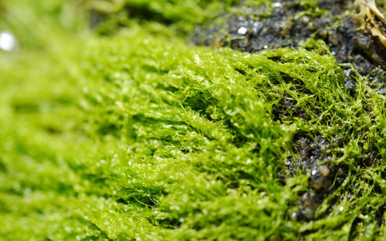 Tảo lục – Tảo biển xanh giàu chất chống oxy hóa