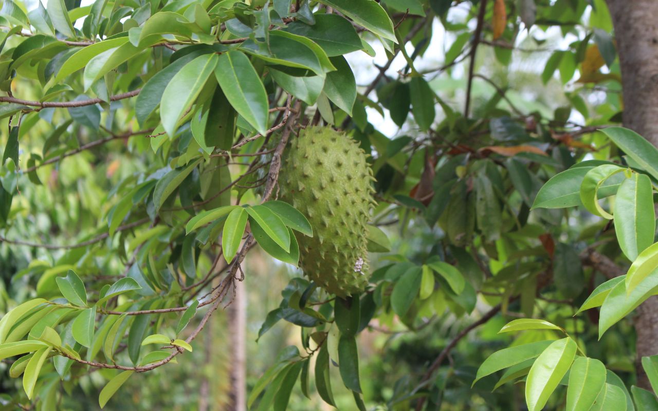 Tác Dụng Trà Mãng Cầu: Lợi Ích Cho Sức Khỏe và Làm Đẹp