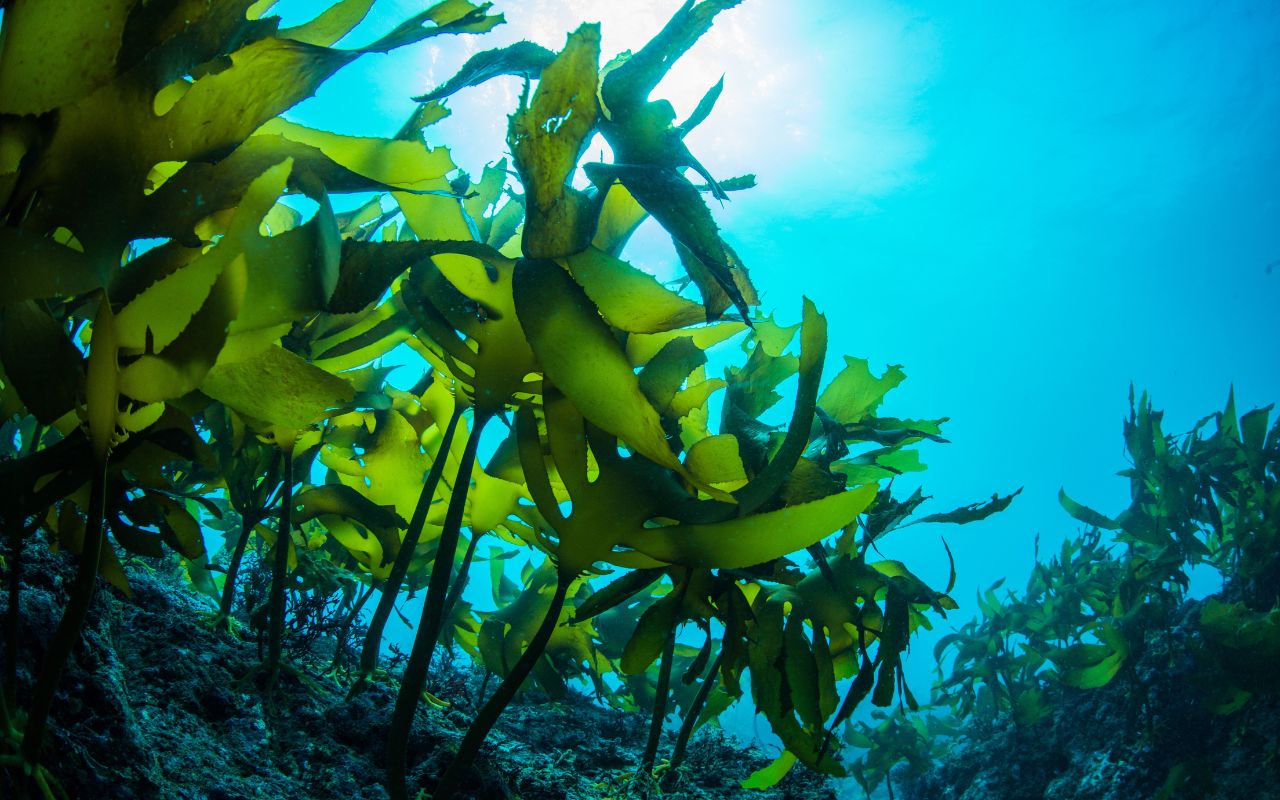 Rong biển – Lợi ích sức khỏe từ thiên nhiên