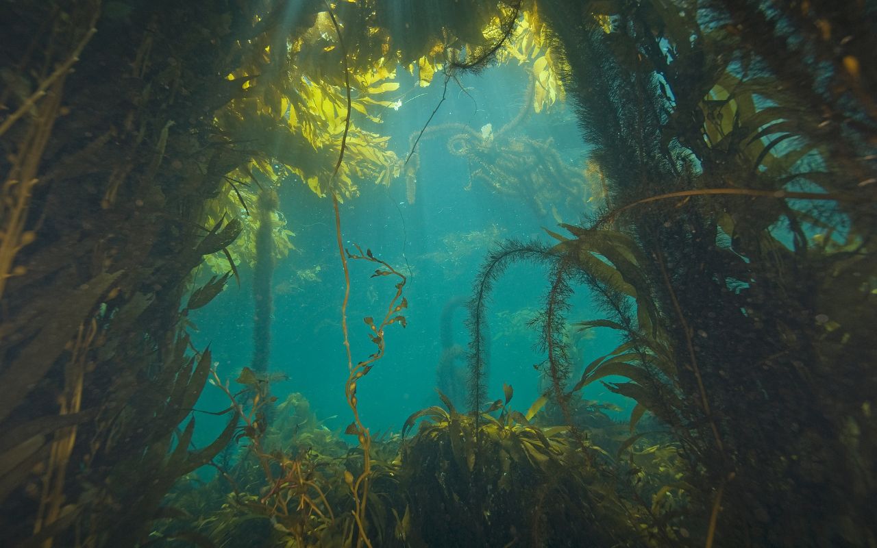 Kelp – Tảo biển giàu dinh dưỡng và lợi ích sức khỏe