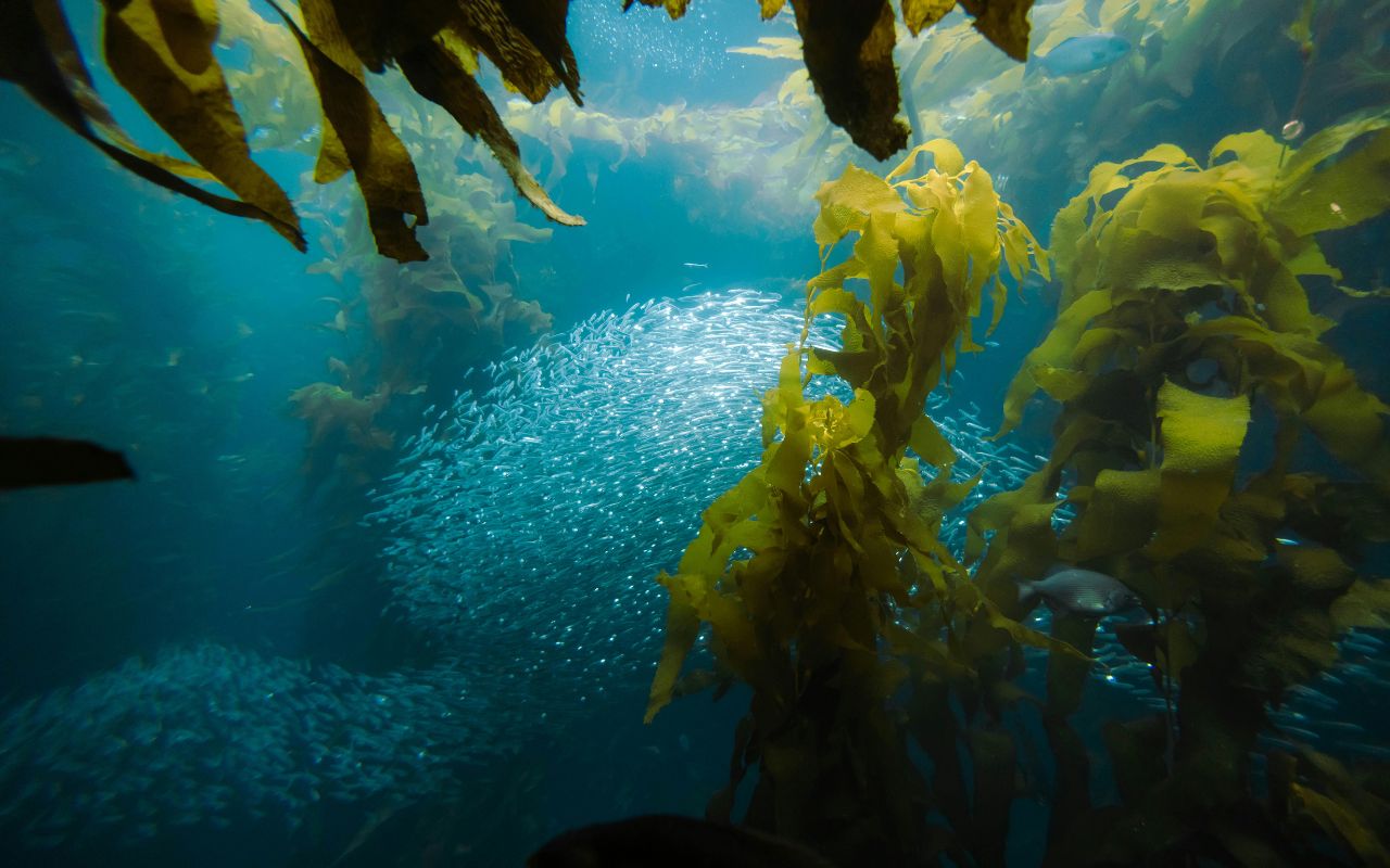 I-ốt rong biển – Tác dụng và lợi ích đối với tuyến giáp