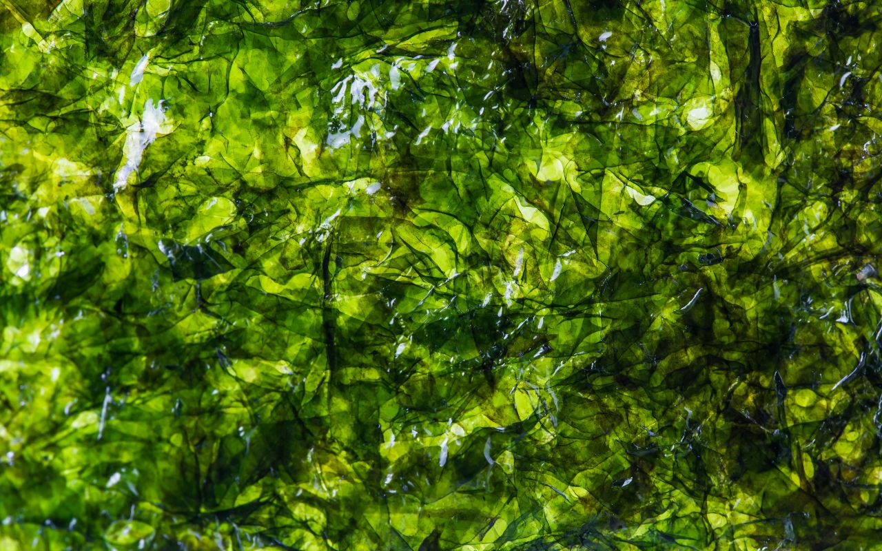 Rong biển chống oxy hóa – Bảo vệ cơ thể khỏi lão hóa