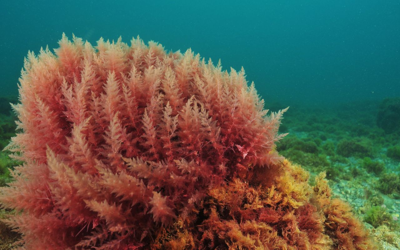 Tảo đỏ – Nguồn Dinh Dưỡng Tuyệt Vời từ Biển Cả