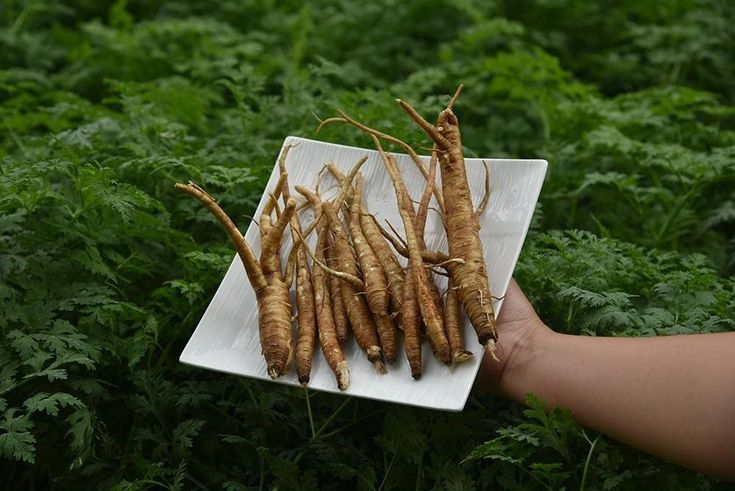 Hồng Sâm Bao Nhiêu Tiền? Giá Thị Trường Hiện Nay – Cập Nhật Mới Nhất