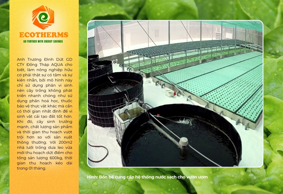 Tăng năng suất trồng rau với ECO XPS FOAM, tạo điều kiện sinh trưởng lý tưởng, thu hoạch cao hơn