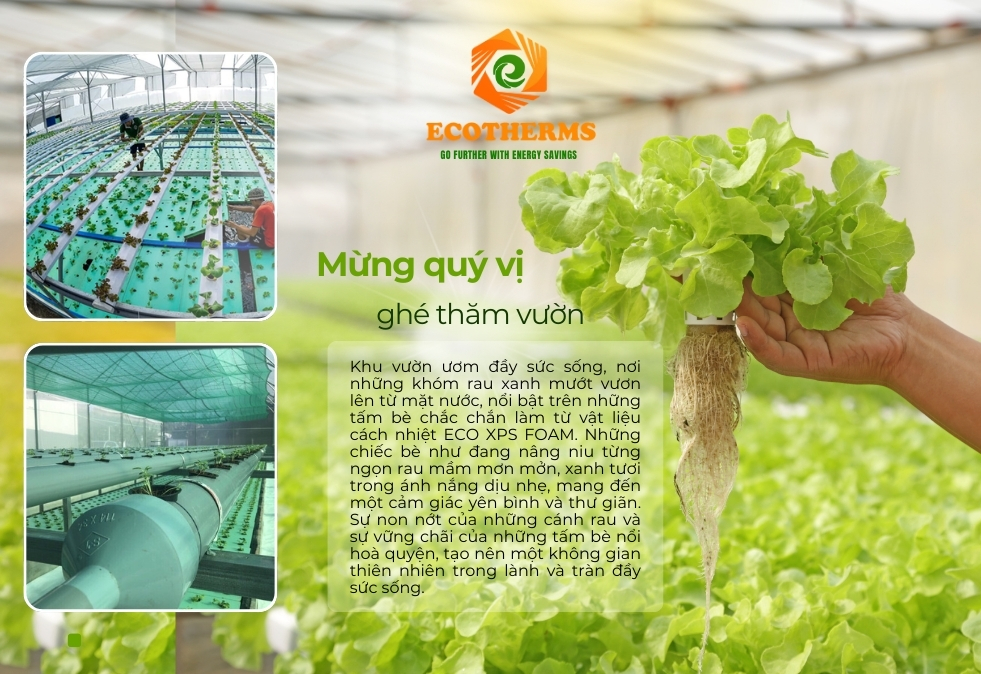 Tấm bè nổi ECO XPS FOAM tăng hiệu quả sản xuất, năng suất rau củ quả cao, lợi ích kinh tế bền vững