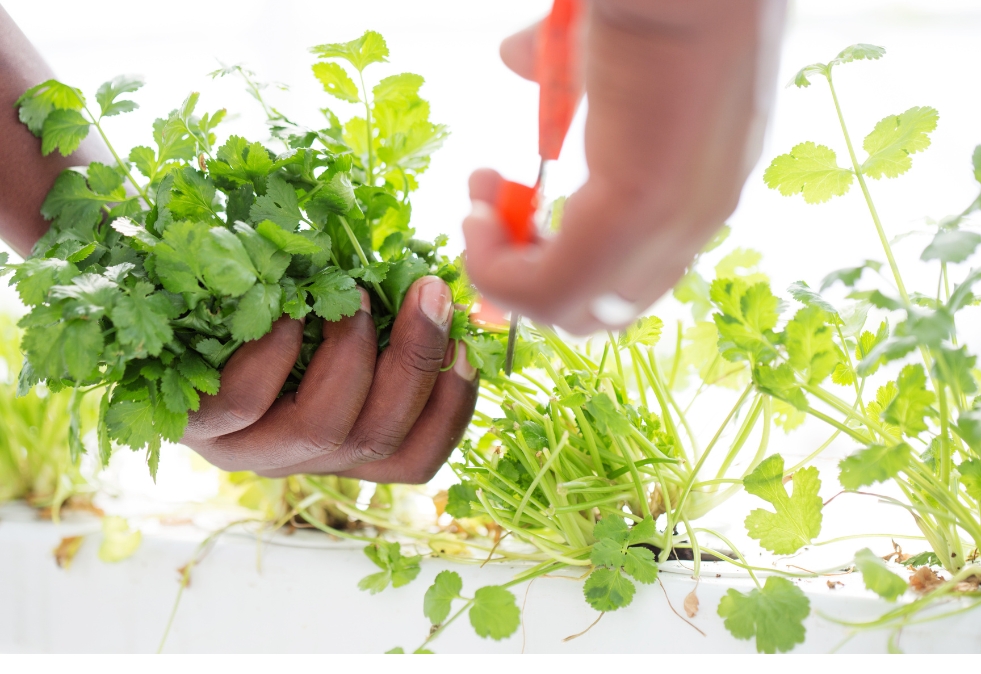 ECO XPS FOAM giúp tiết kiệm nước hiệu quả, duy trì độ ẩm tốt, giảm bay hơi trong mô hình Aquaponics