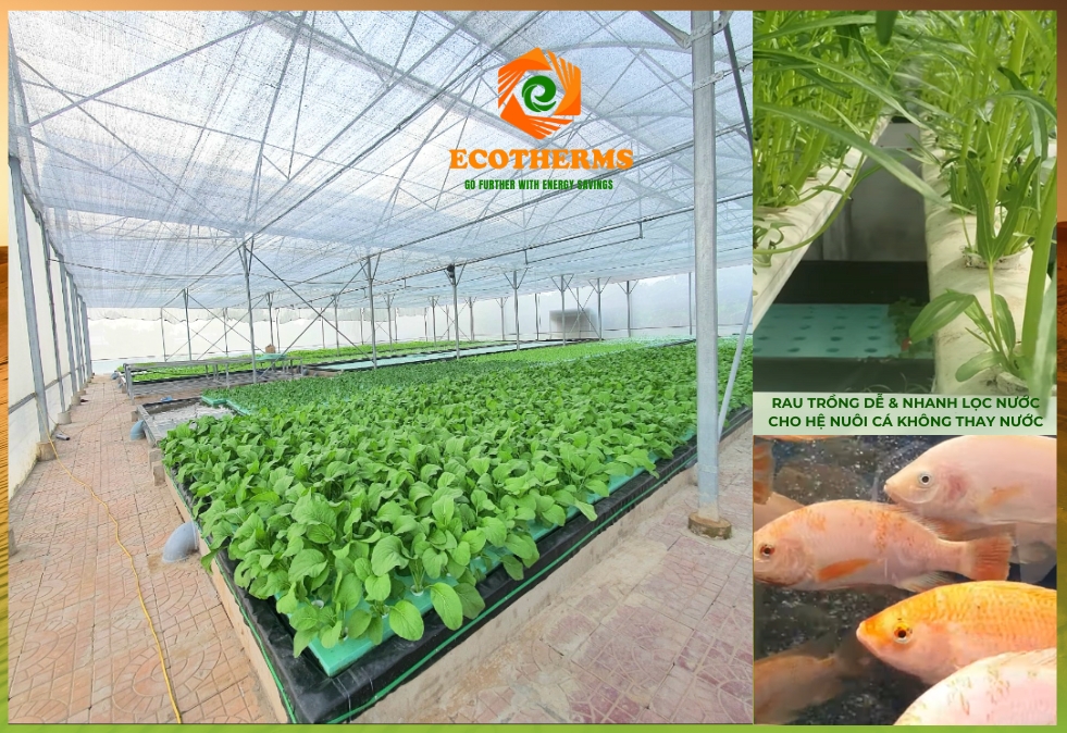 Sự kết hợp với tệ thống Aquaponics mới gồm Nhà lồng - lưới - bè ECO XPS  - Cá - Nước - Điện tự cung cấp từ mặt trời