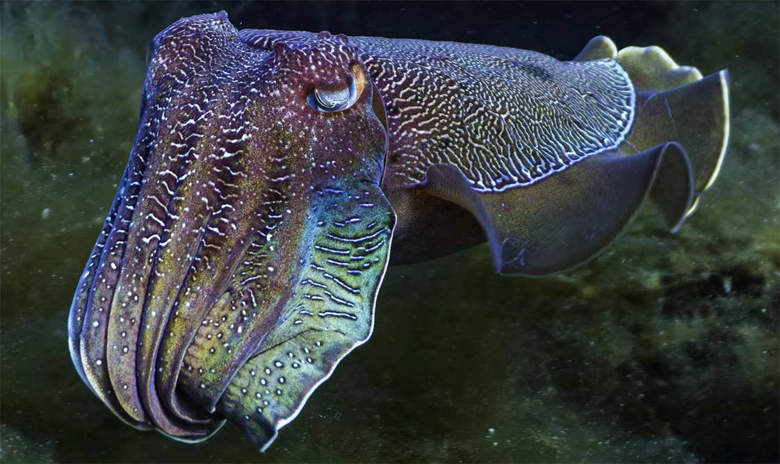 mực nang loại to, size lớn