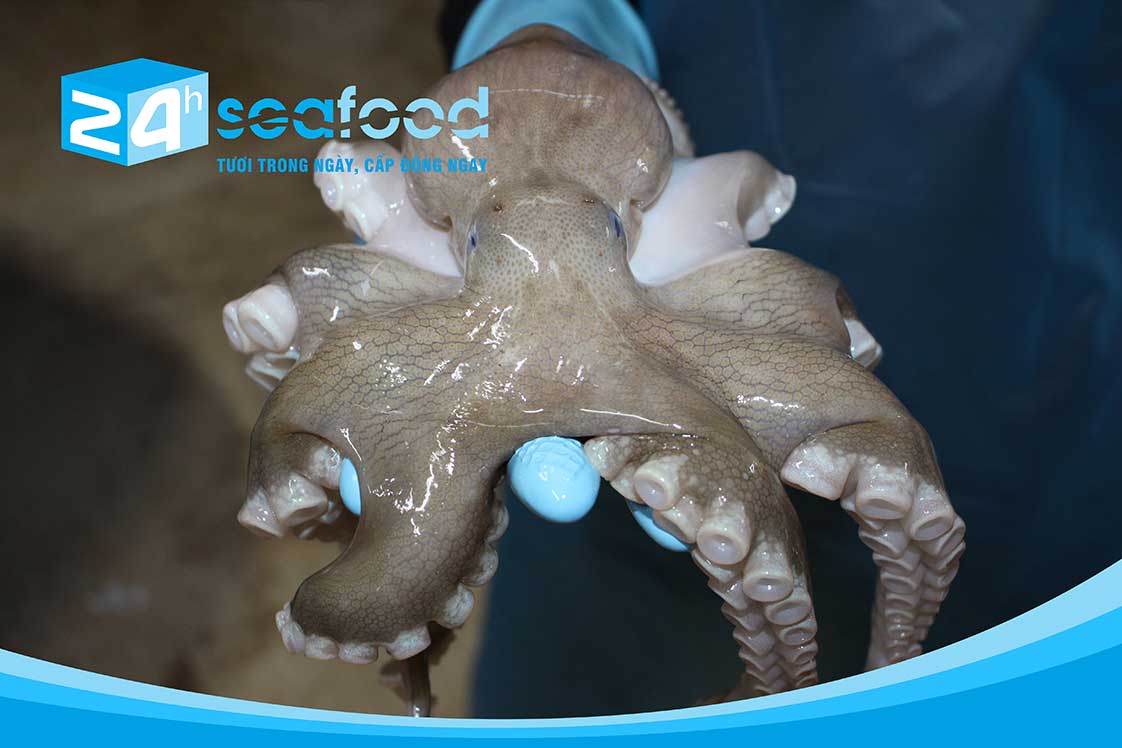 nguyên liệu tươi cho bạch tuộc đông lạnh size lớn của 24hseafood