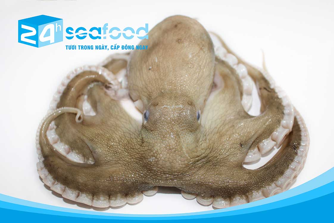bạch tuộc 2 da khi còn tươi