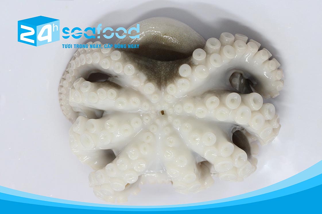 bạch tuộc đông lạnh size lớn được rã đông đúng cách