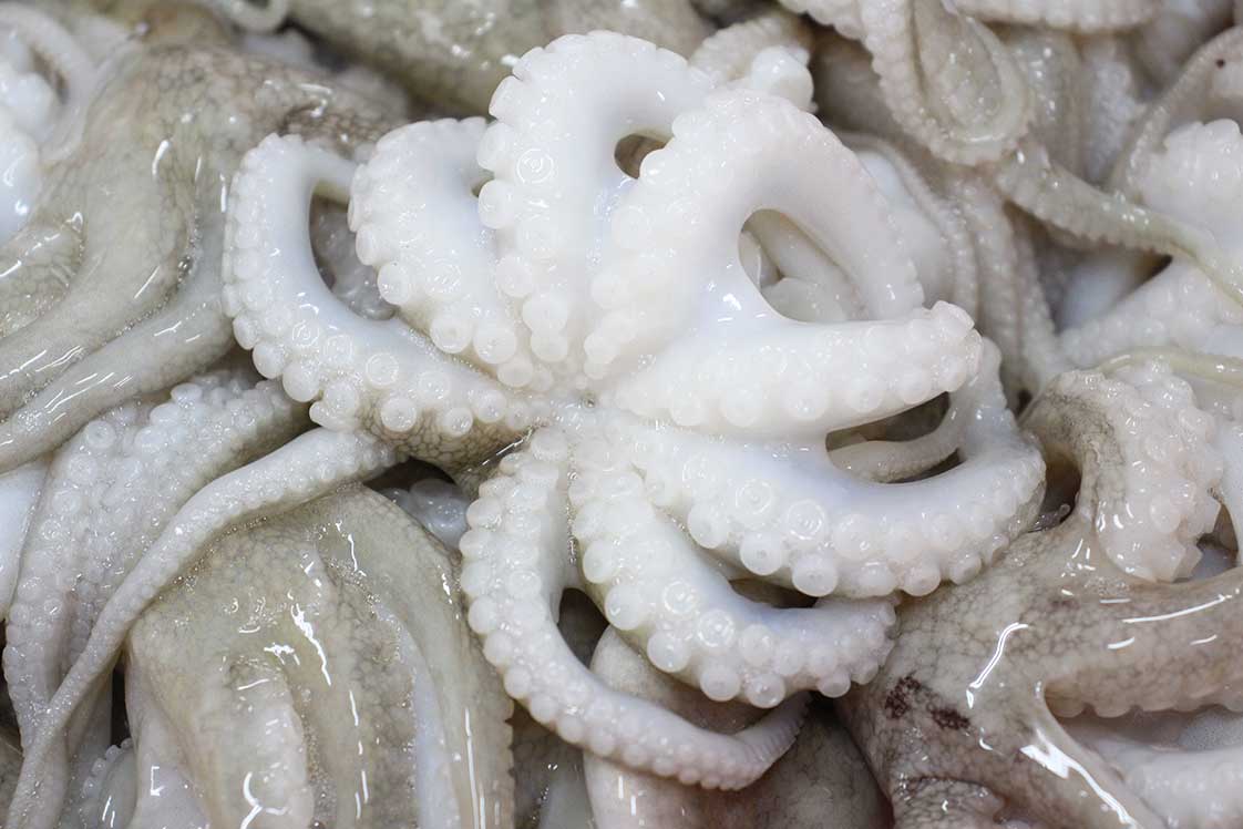 bạch tuộc đông lạnh 24hseafood được rã đông đúng cách