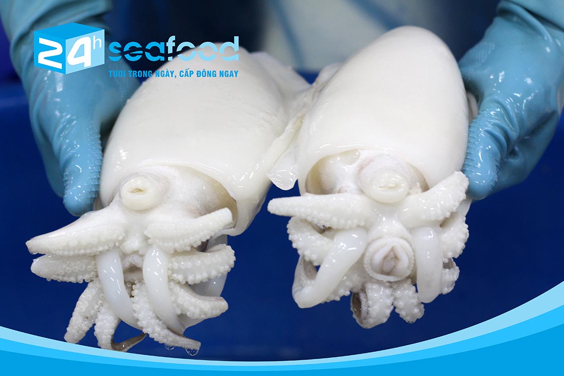 mực nang to (mực nang size lớn) là nguồn nguyên liệu hàng đầu cho bếp nhà hàng