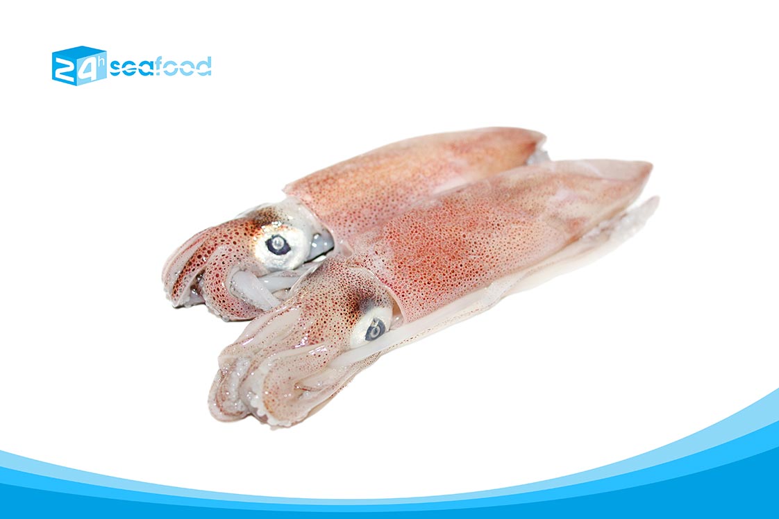 mực ống đông lạnh IQF Size nhỏ của 24hSeafood