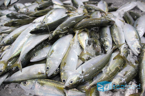 Cá bạc má tươi tại nhà máy 24h Seafood