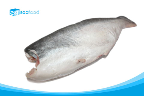 Cá basa tươi chuẩn bị sản xuất tại nhà máy 24h Seafood