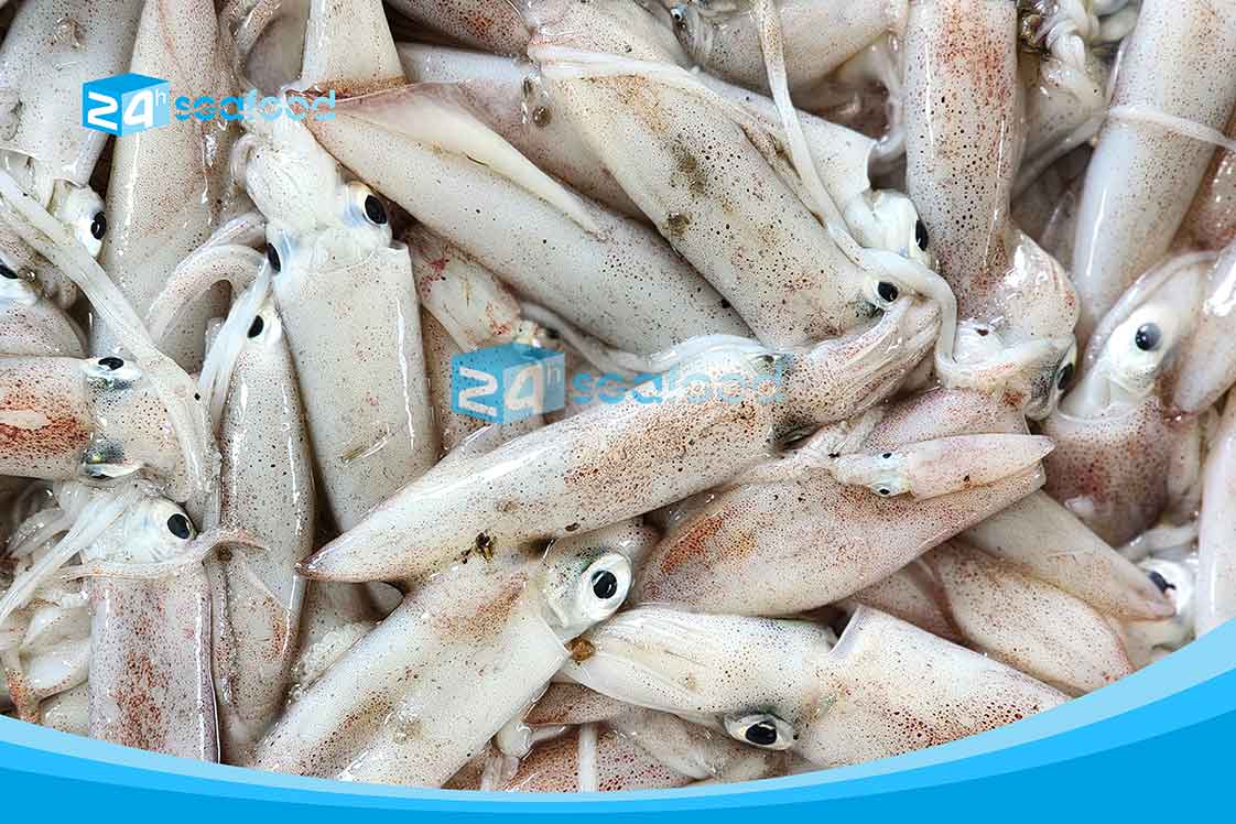 sản phẩm mực ống tươi ngon giá sỉ, loại nhỏ và vừa, từ Công ty 24hSeafood