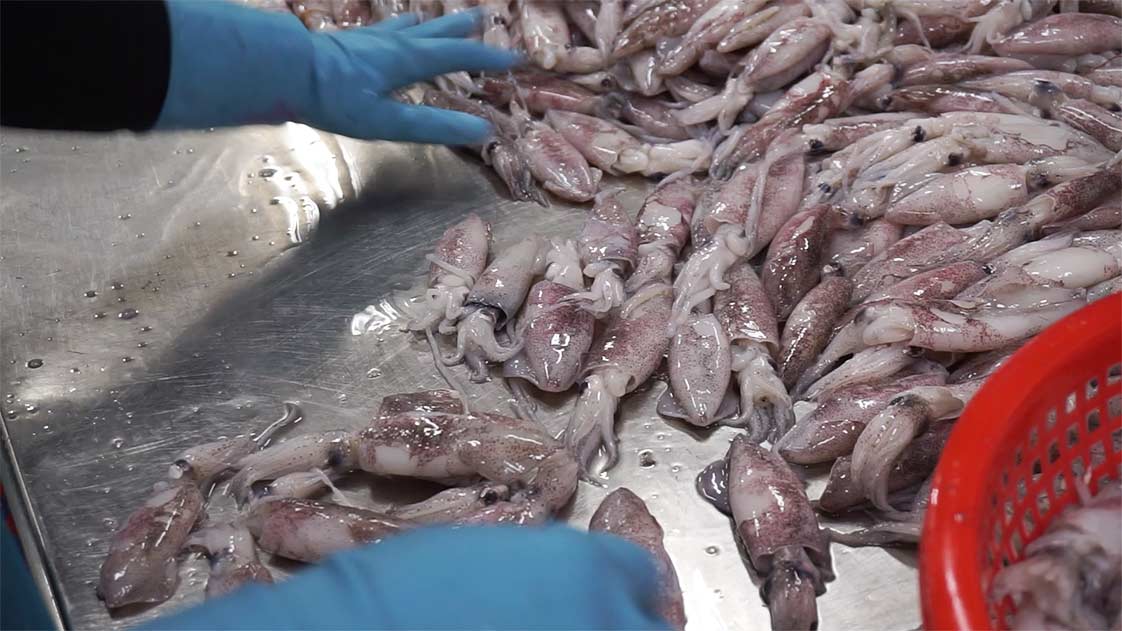 lựa chọn mực ống để cấp đông 01