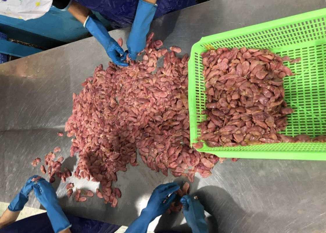 chế biến bao tử cá ba sa tại nhà máy 24hSeafood