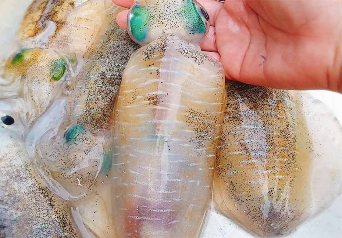 mực lá tươi ngon