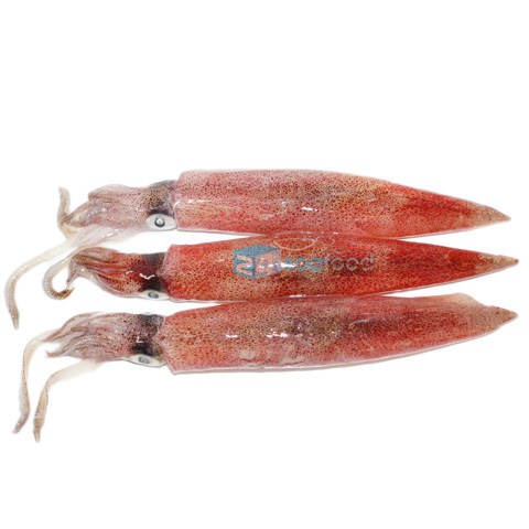 Mực ghim được sản xuất tại nhà máy 24h Seafood