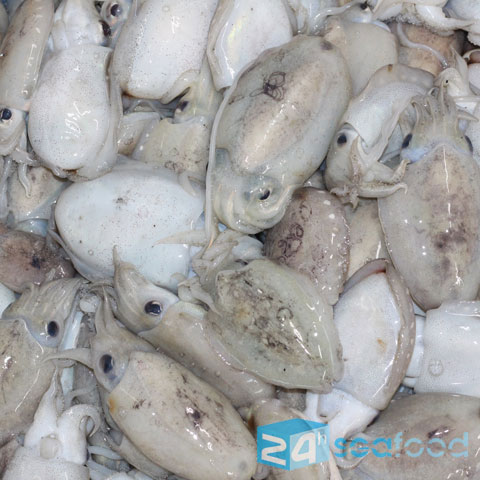 Mực nang tươi đánh bắt trong ngày tại 24h Seafood