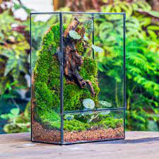 Terrarium là gì? Khám phá các loại Terrarium phổ biến, đẹp và độc đáo