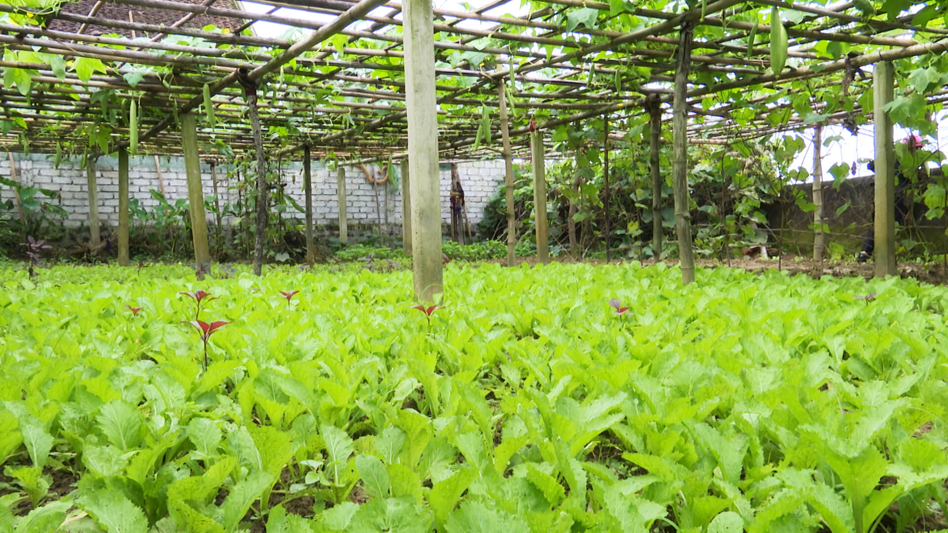 Top 10 hạt giống rau dễ trồng tại khu vườn nhà bạn nên bỏ túi