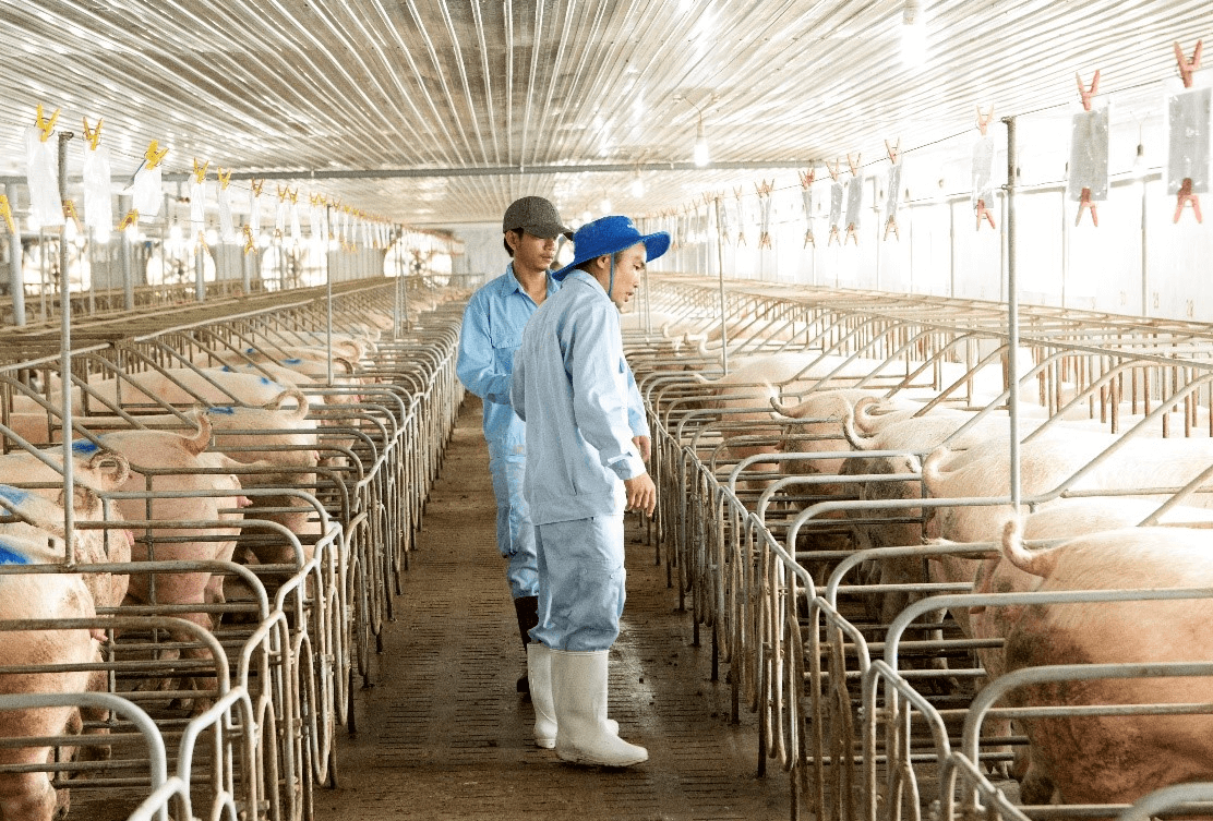 Báo cáo tổng quan ngành Chăn nuôi Việt Nam giai đoạn 2018 - 2023