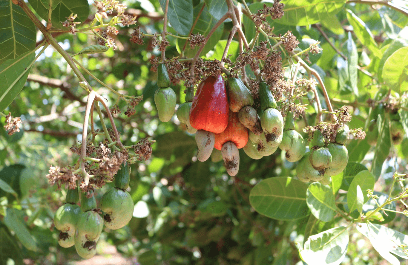 Báo cáo tổng quan xuất khẩu hạt điều Việt Nam 6 tháng đầu năm 2024