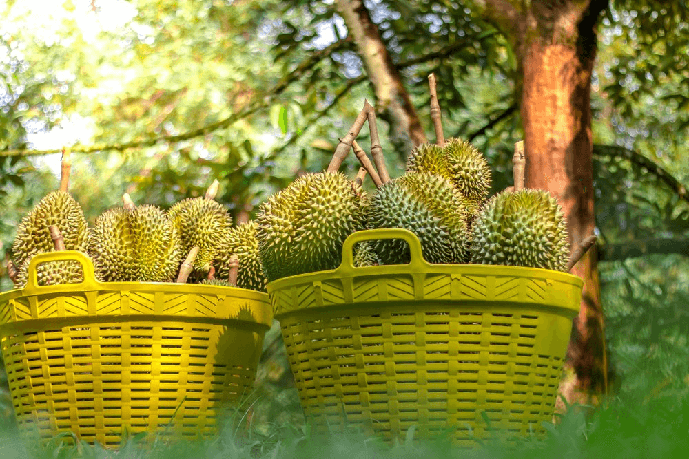 Báo cáo tổng quan xuất khẩu Sầu riêng Việt Nam 6 tháng đầu năm 2024
