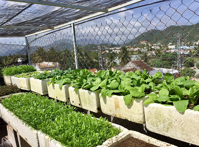 Hạt giống rau sạch là gì? Top 15 loại hạt giống rau sạch siêu năng suất bạn nên gieo trồng tại vườn