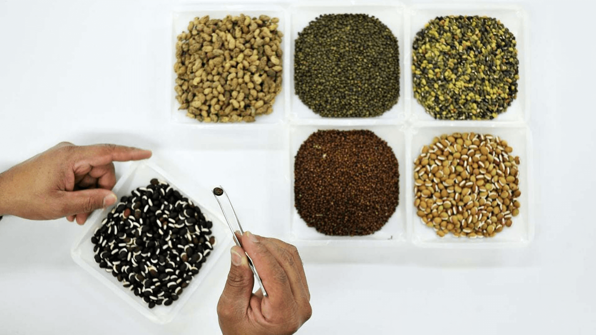 Hướng dẫn 7 bước ngâm và ủ hạt giống nhanh nảy mầm và hiệu quả