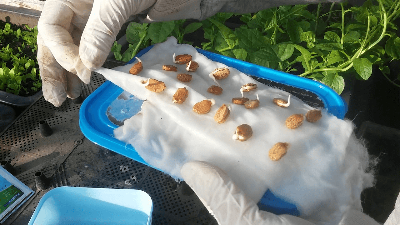 Hướng dẫn 7 bước ngâm và ủ hạt giống nhanh nảy mầm và hiệu quả