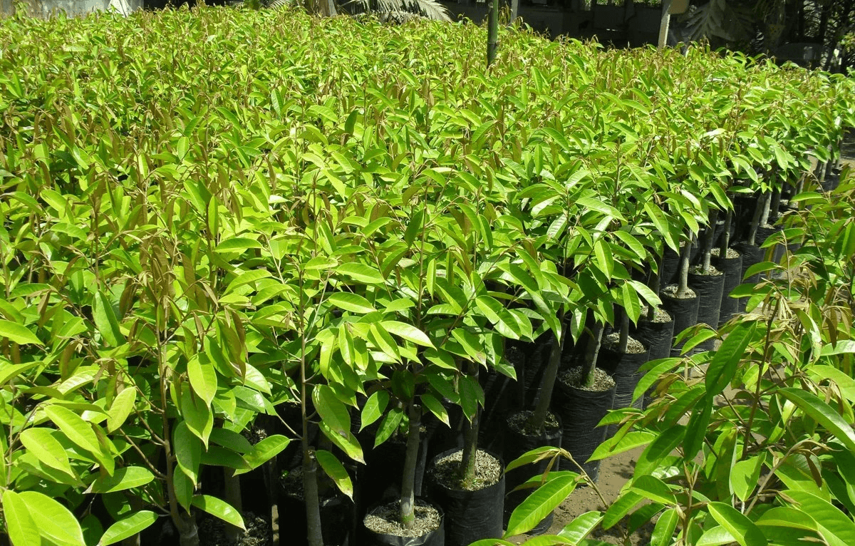 Sầu riêng là gì? Vì sao Sầu riêng được mệnh danh là Vua các loại trái cây