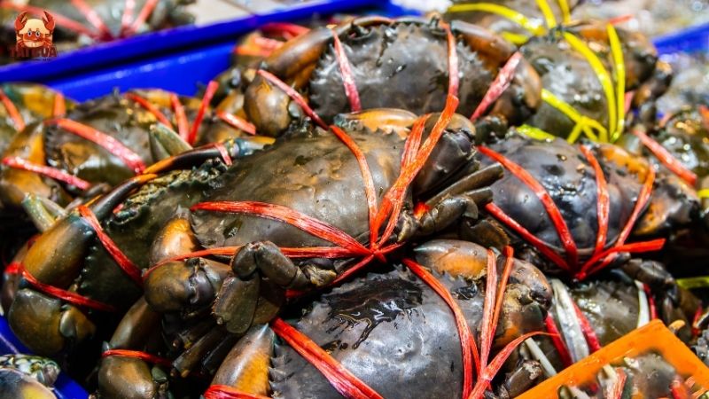 Cách bảo quản cua biển sống tươi ngon