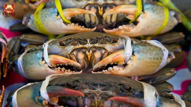 Bí quyết chọn và chế biến cua biển ngon