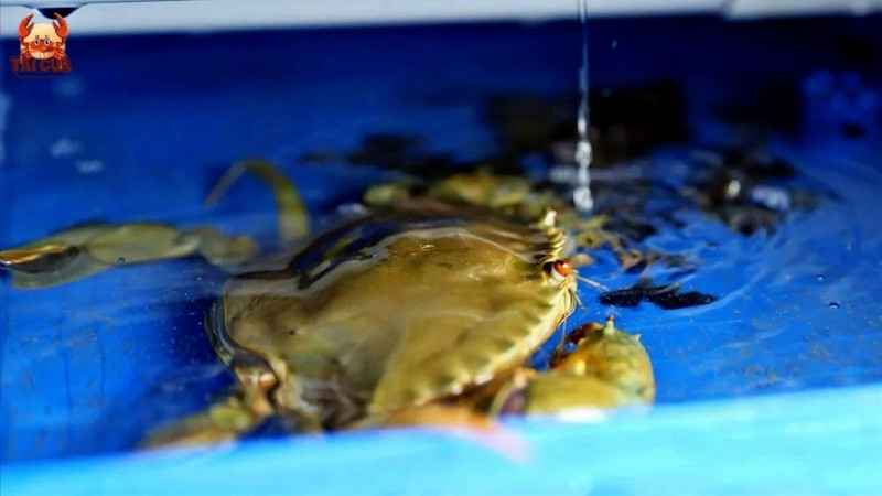 Cách lựa cua chắc thịt, ngọt, ngon