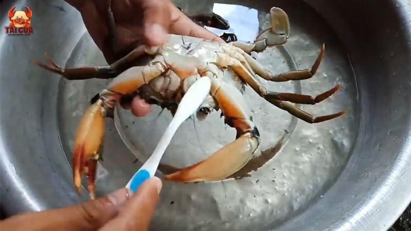 Chuẩn bị trước khi luộc cua biển