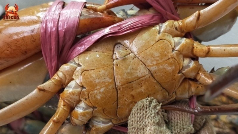 Cua đực có gạch không